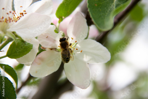 apple blossoms as background close up macro