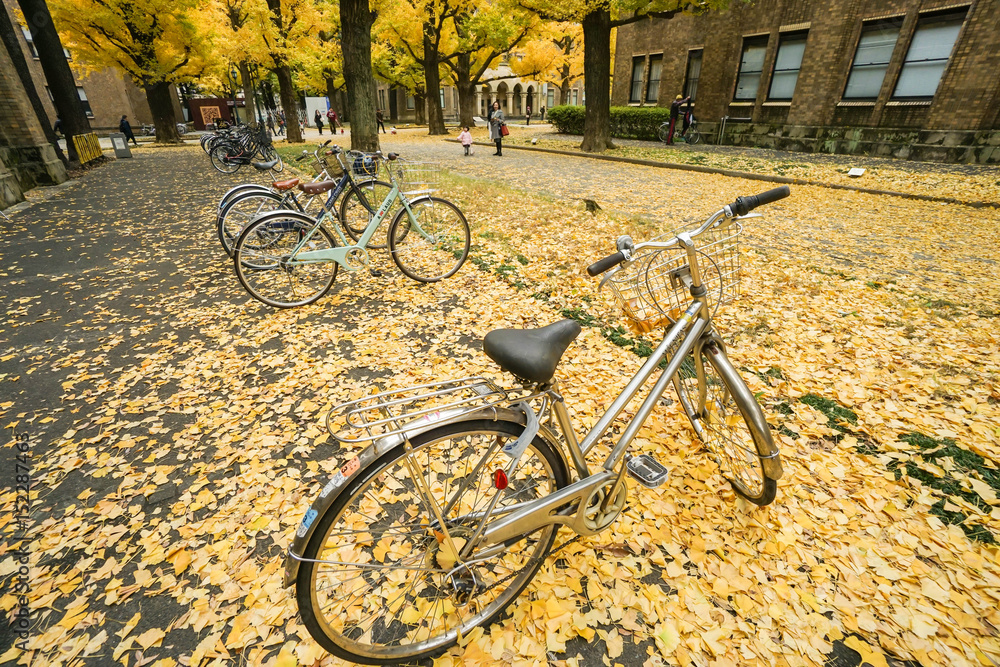 Fototapeta premium bicycle with falling yellow ginkgo leaves on the ground in autumn taken at Tokyo University on 6 December 2016