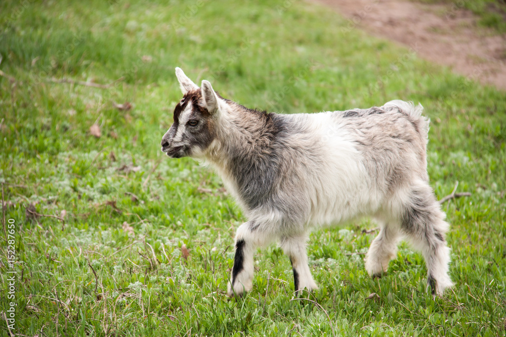 One little kid goat is grazing on the grass One little kid goat is grazing on the grass