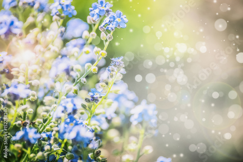 Floral summer nature background with blue flowers and sun shine with bokeh lighting