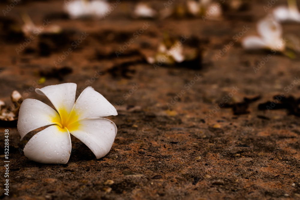 Flowers whaie on ground. Flowers whaie on ground.