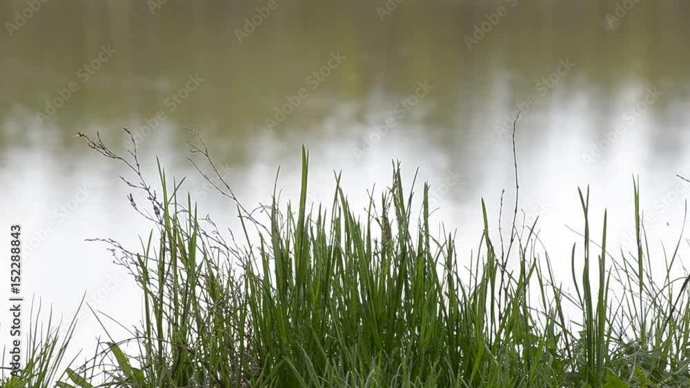 Grass grows over the river. Selective focus. Grass grows over the river. Selective focus.