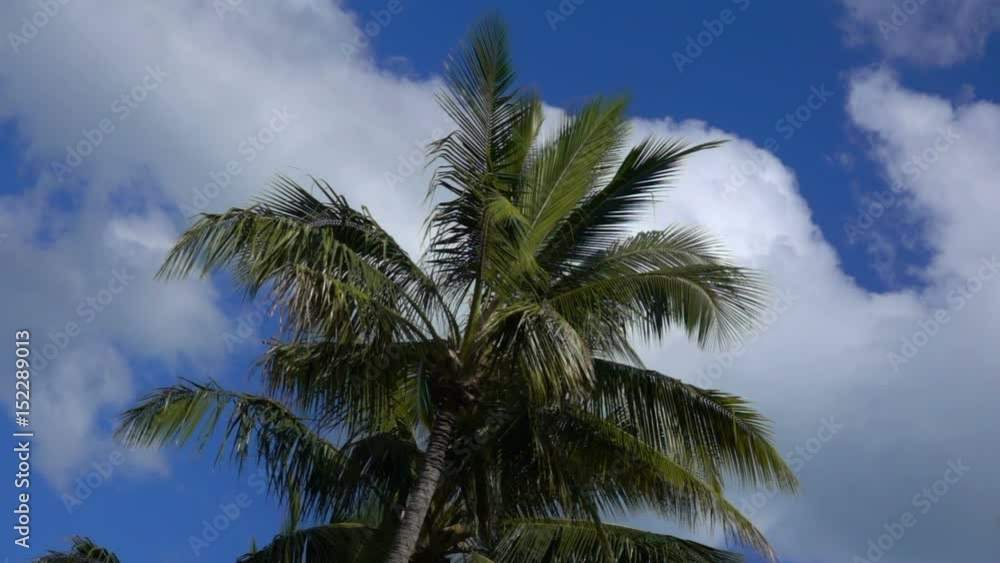 Hamilton Island, Palm Tree, Slow motion