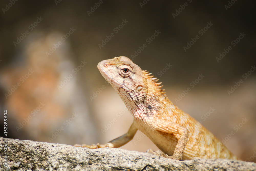 Portrait of Lizard from Thailand (Southeast Asia) Portrait of Lizard from Thailand (Southeast Asia)
