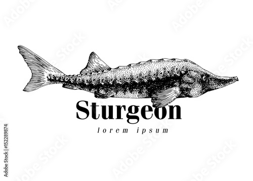 Sturgeon fish logo for fishing clubs, restaurants, emblem, vector image. Retro illustration