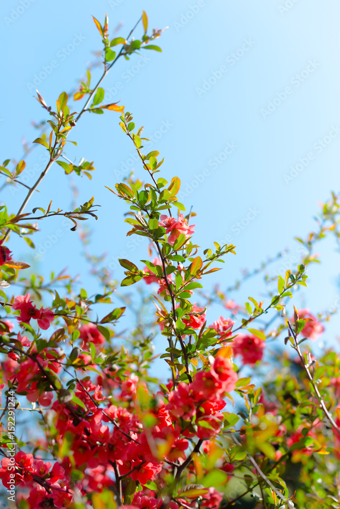 Flowering fruit tree branches with pink flowers Flowering fruit tree branches with pink flowers