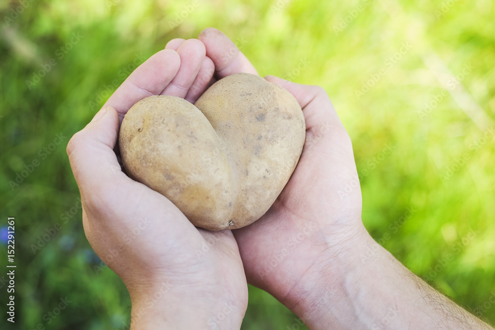 Potato in the form of heart. Symbol of love. Harvest concept Potato in the form of heart. Symbol of love. Harvest concept