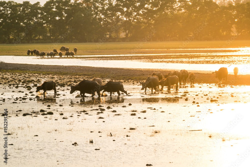 Herd of buffalo grazing in the lake