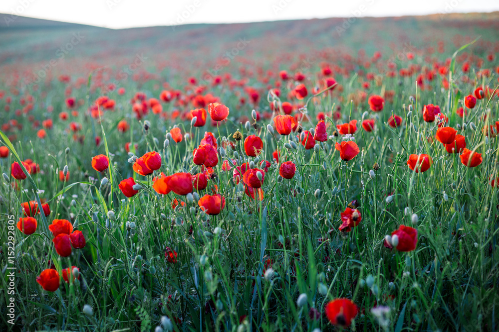 Fototapeta premium Bright vivid poppy field on a sunset background
