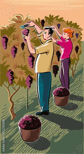 Man and girl in a vineyard intent to grasp ripe grapes during the harvest.