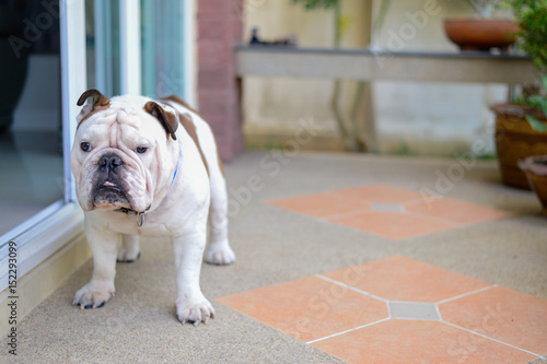 english bulldog standing, smile and looking, copy space