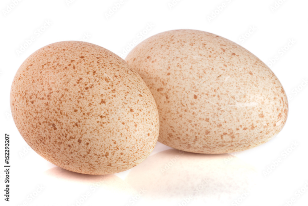 two turkey eggs isolated on white background close-up two turkey eggs isolated on white background close-up