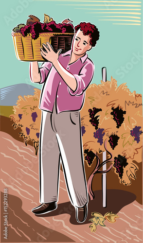 Young man carrying a basket filled with freshly harvested grapes ripen.