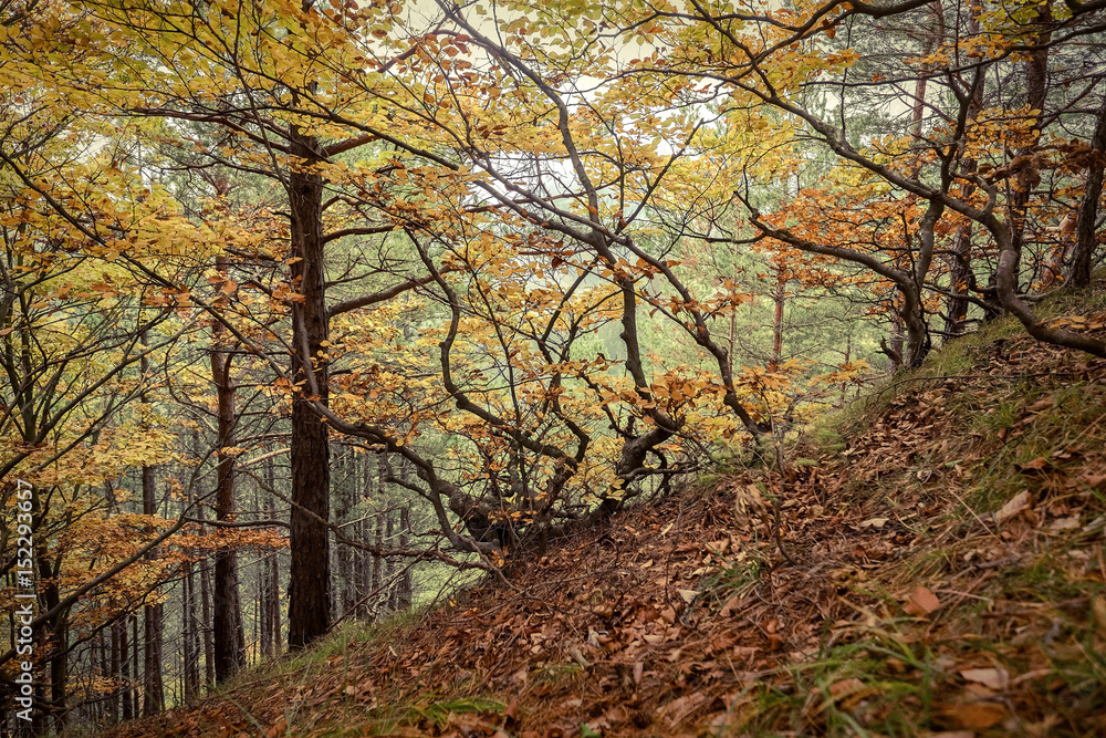 Fototapeta premium Beautiful autumn view in forest.