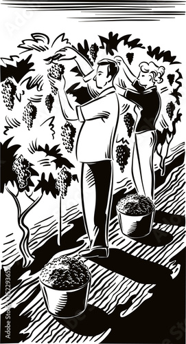 Man and girl in a vineyard intent to grasp ripe grapes during the harvest.