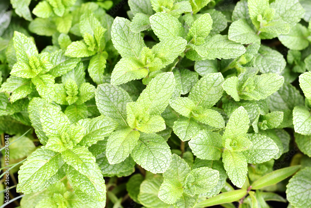 Fresh raw mint leaves as background Fresh raw mint leaves as background