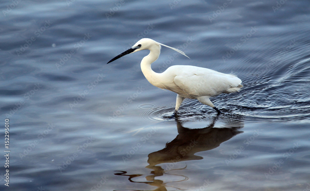 The little egret (Egretta garzetta) single bird hunting for fish in water near Danube river in Zemun,Belgrade,Serbia. The little egret (Egretta garzetta) single bird hunting for fish in water near Danube river in Zemun,Belgrade,Serbia.