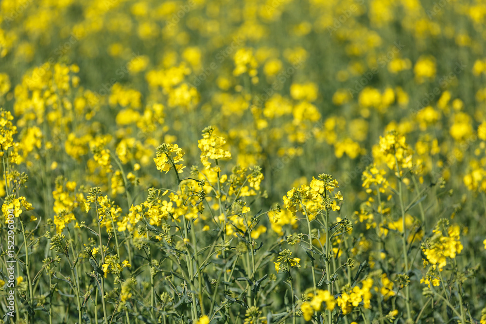 Rapsfeldblüten Rapsfeldblüten