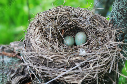 Fotografia bird nest in nature