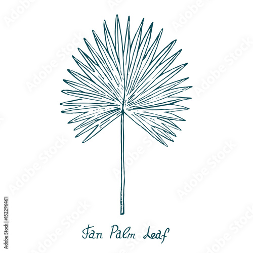 Fan Palm Leaf (Arecaceae), hand drawn doodle, sketch in pop art style, vector illustration