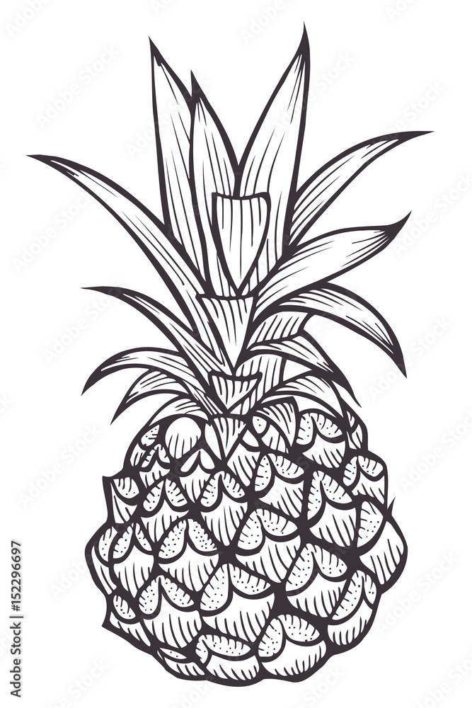 Hand drawn Pineapple. Hand drawn Pineapple.