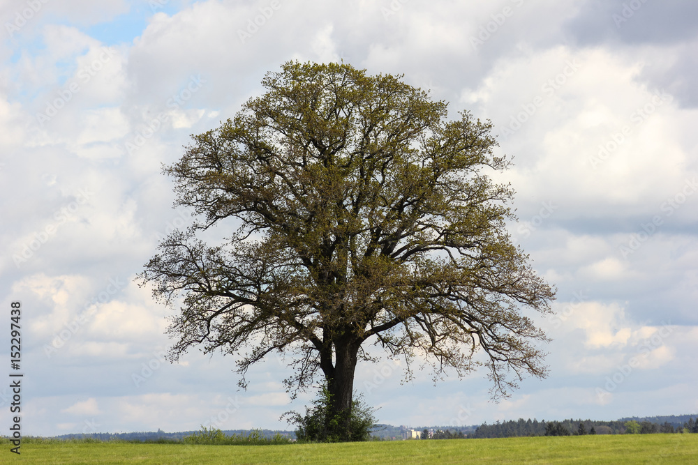 Obraz premium trees in landscape