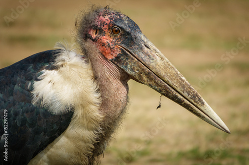 Marabou stork closeup of head and beak photo