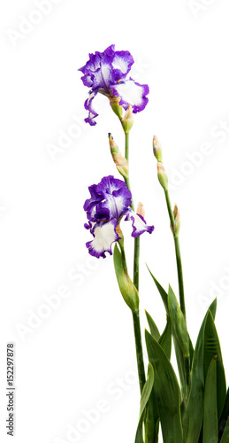 Fototapeta Naklejka Na Ścianę i Meble -  Iris flower