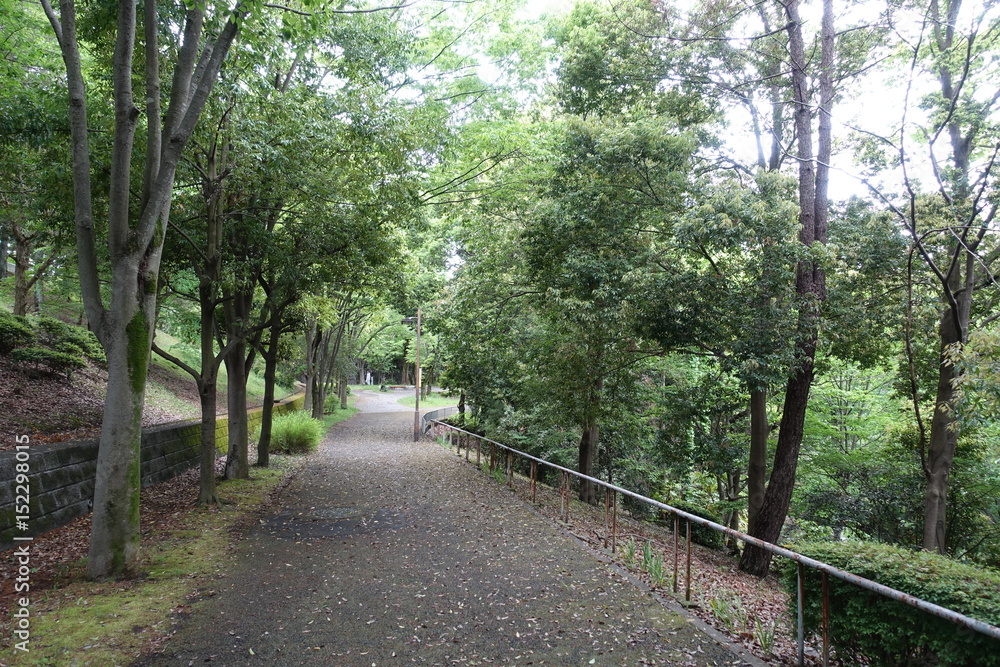 初夏の散歩道 初夏の散歩道
