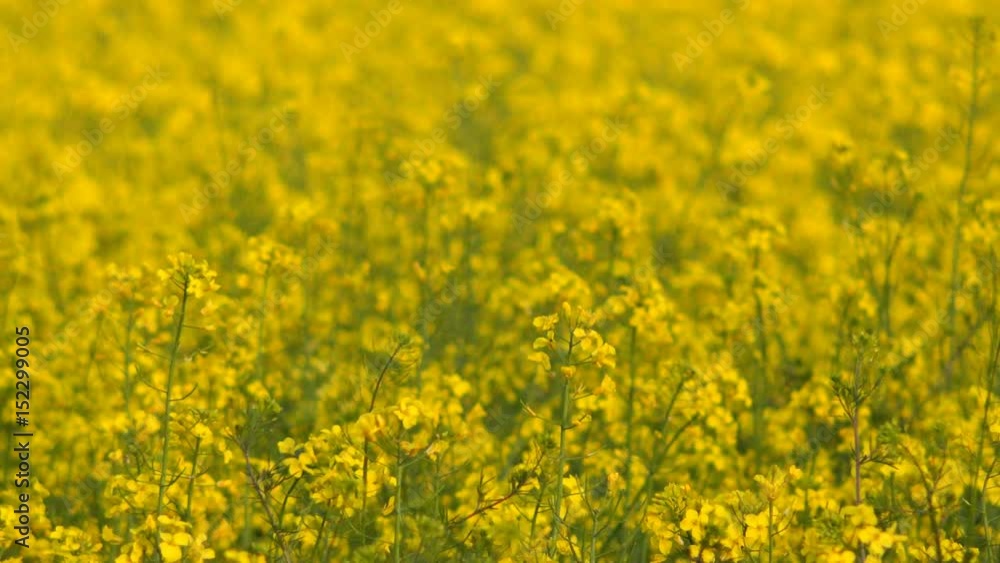 Rapeseed field on windy day, cultivated oilseed rape canola flowers Rapeseed field on windy day, cultivated oilseed rape canola flowers