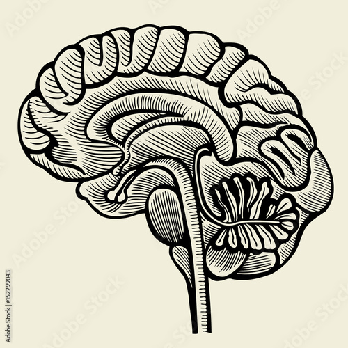 Human brain - vintage engraved illustration photo