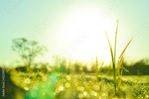 field of grass and sun in morning