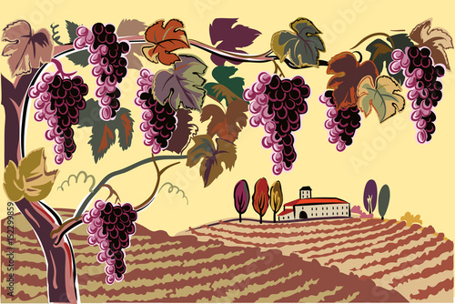 hilly landscape, cultivated vineyards.