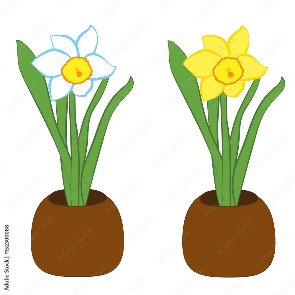 Set of blue and white with yellow narcissus flower in a pots. Flat illustration isolated on white background. Vector illustration Set of blue and white with yellow narcissus flower in a pots. Flat illustration isolated on white background. Vector illustration