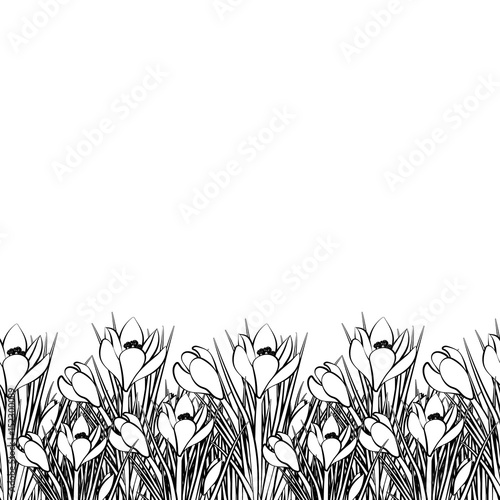 Spring postcard with white small crocus and black stroke. Early spring flower Crocus for Easter on white background. Vector illustration © galinadarla