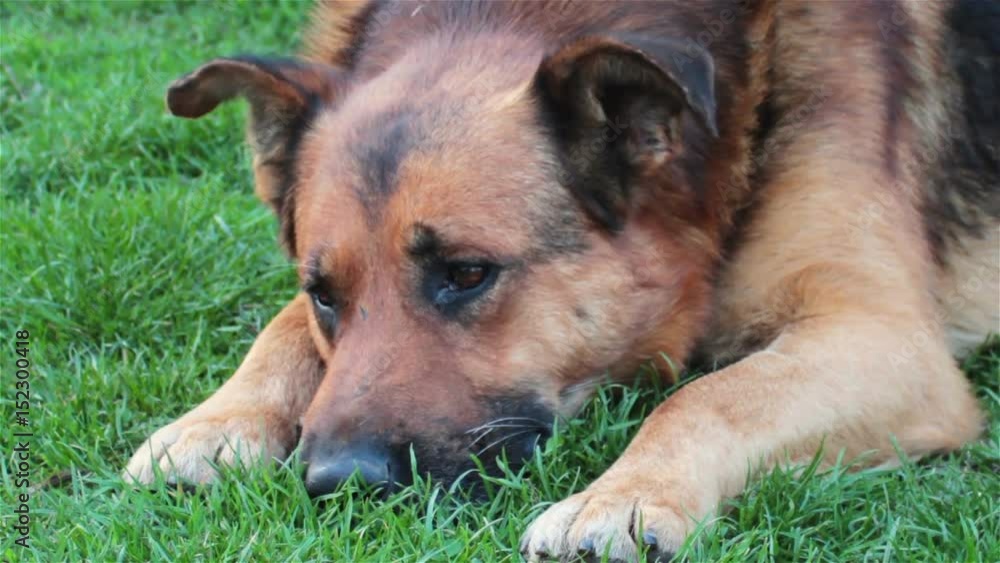 dog sleeping on grass/dog sleeping on the grass opening his eyes dog sleeping on grass/dog sleeping on the grass opening his eyes