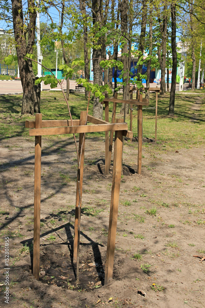 Fototapeta premium Young saplings of trees