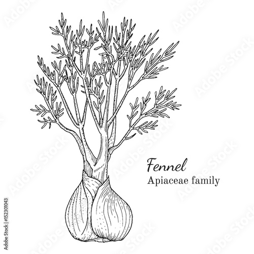 Ink fennel herbal illustration. Hand drawn botanical sketch style. Absolutely vector. Good for using in packaging - tea, condinent, oil etc - and other applications