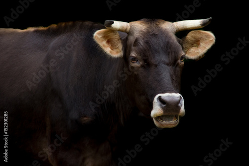 Ritratto di mucca
