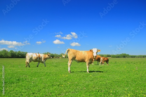 Heifer on farm
