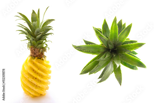 Fotografia Collage of a peeled pineapple and its stalk view from above isolated on white ba