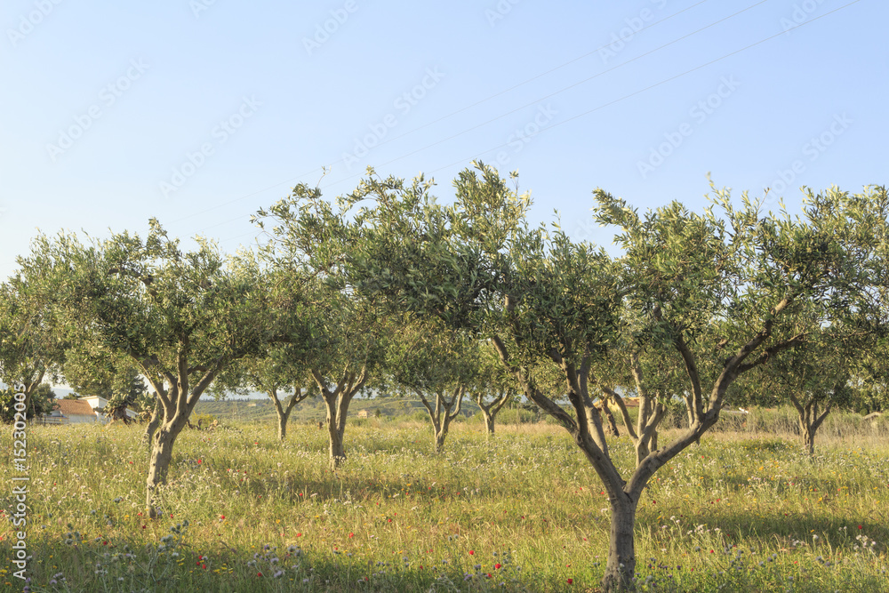 Sizilianische Olivenhaine