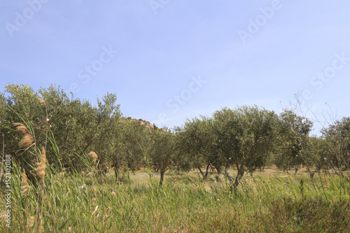 Sizilianische Olivenhaine