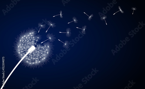 Fototapeta Naklejka Na Ścianę i Meble -  Abstract dark blue background with dandelion flower and seeds, vector illustration.