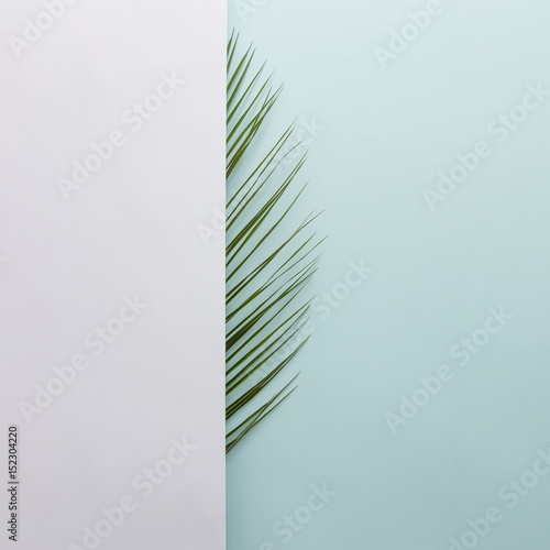 Obraz liść palmowy na jasnym tle, minimalistyczna koncepcja