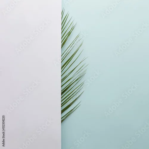Obraz liść palmowy na jasnym tle, minimalistyczna koncepcja