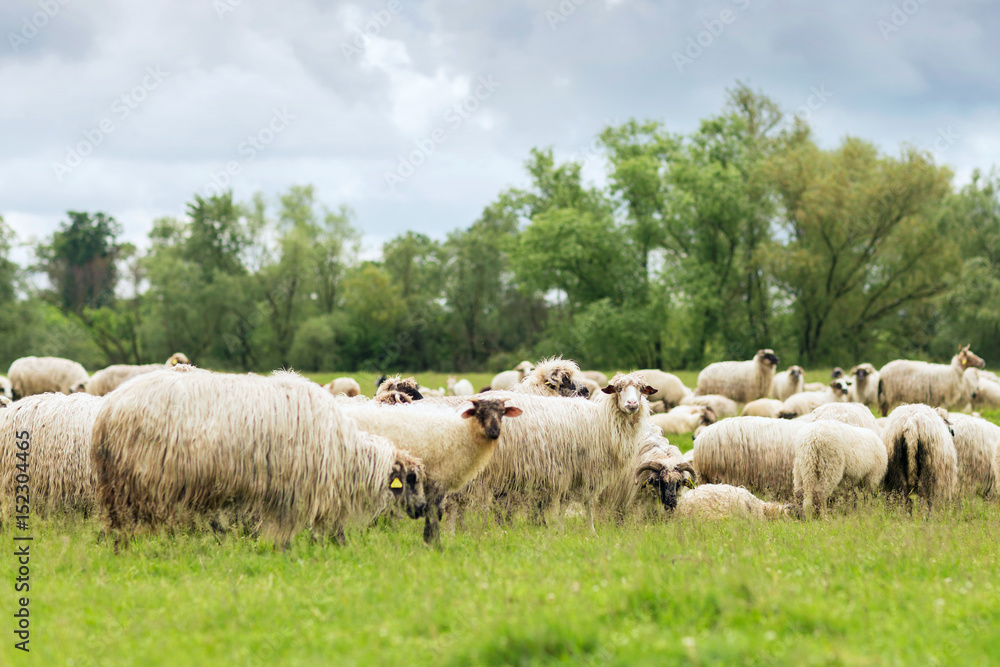 Pastoral scene, a flock of sheep