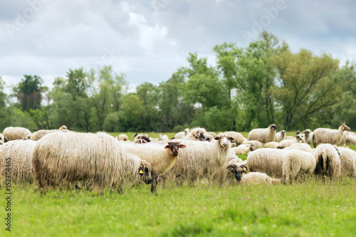 Pastoral scene, a flock of sheep © OliviaDaniela