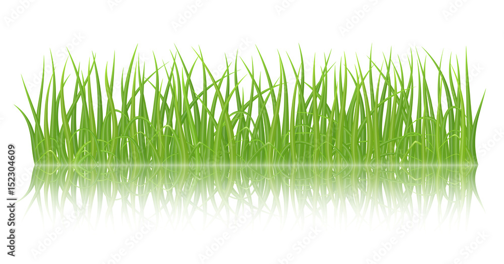 Naklejka Wysokiej jakości zielona trawa z odbiciem na białym tle, ilustracji wektorowych.