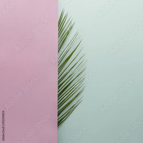 Obraz Liść palmowy na jasnym tle. Minimalna koncepcja. Leżał tropikalny mieszkanie.